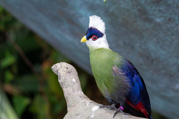 The white-crested turaco (Tauraco leucolophus) perches on a rainforest tree in West Africa looking around and showing off beautiful vibrant purple, green and white colours.