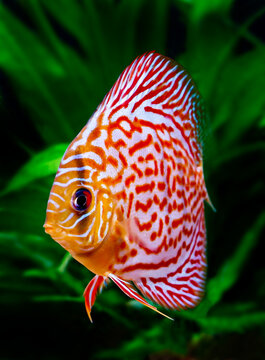 tropical discus fish