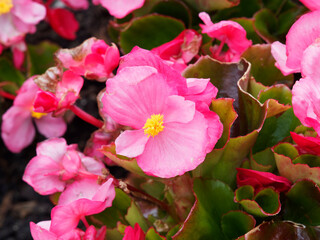 Bégonia annuel ou begonia semperflorens 'Super Olympia' aux fleurs lumineuses rose tendre,...