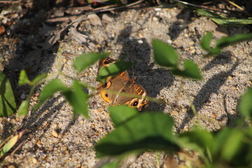 A Butterfly and it's Shadow