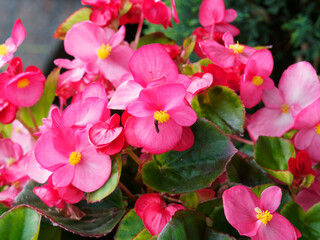 Bégonia annuel ou begonia semperflorens 'Super Olympia' aux fleurs lumineuses rose tendre,...