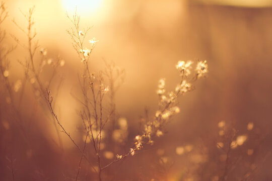 Abstract photography, Silhouettes of small plants in the sunset