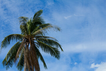 Fototapeta na wymiar coconut tree with blue sky and clouds