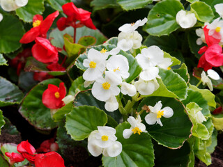 Bégonia annuel ou begonia semperflorens à floraison blanc nacré et rouge au dessus d'un...