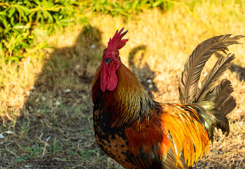 portrait of a rooster