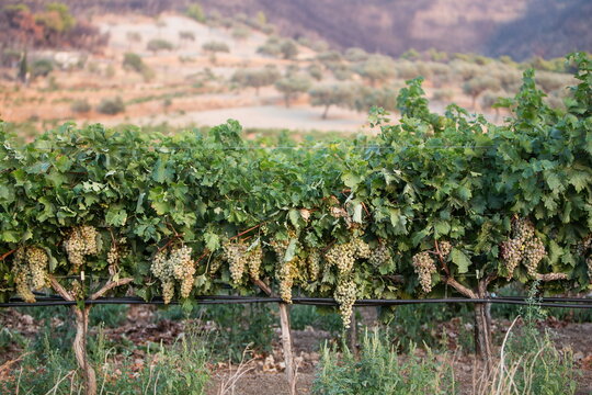 Grapes on the vine