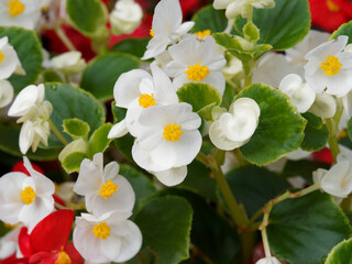 (Begonia semperflorens) Bégonia annuel ou bégonia de massif à floraison blanche, étamines jaune