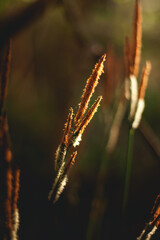 Fototapeta premium close up of grass