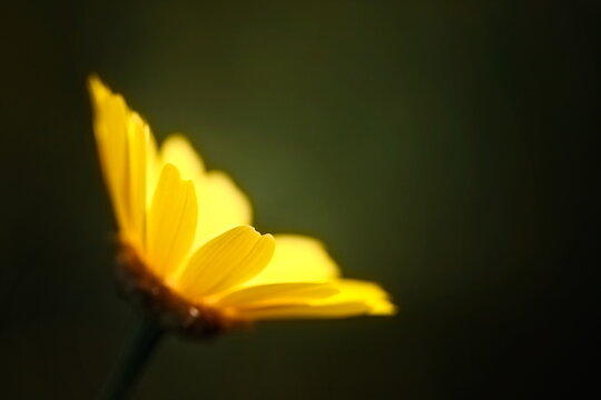 Yellow Daisy On A Green Background