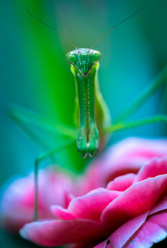 Praying Mantis up close and personal