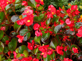 Bégonia annuel ou begonia semperflorens 'Super Olympia' aux fleurs lumineuses rouges, étamines...