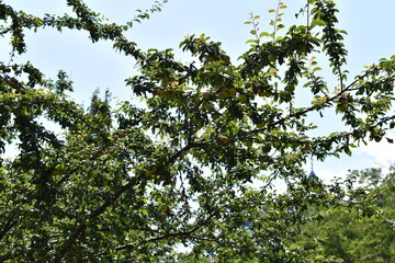 green leaves against blue sky