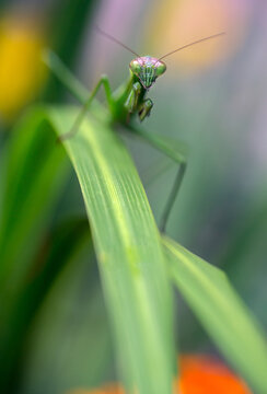 Praying Mantis up close and personal
