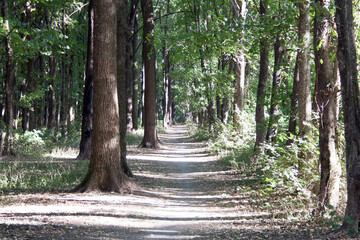 path in the forest
