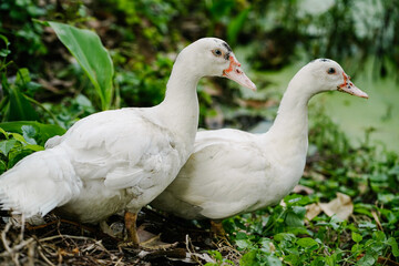 white ducks 