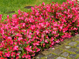 Obraz premium Bégonia annuel ou begonia semperflorens 'Super Olympia' aux fleurs lumineuses rouges, étamines jaunes au centre, feuillage vert
