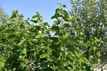 green leaves against blue sky