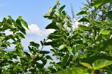 Obraz premium green leaves against blue sky