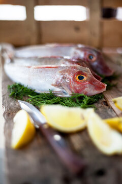 Raw fresh Gurnard fish