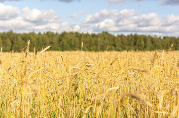 A field of golden ripe rye. Harvesting season. Natural agricultural background.