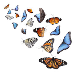 Amazing different butterflies flying on white background © New Africa