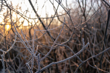 reeds in the morning