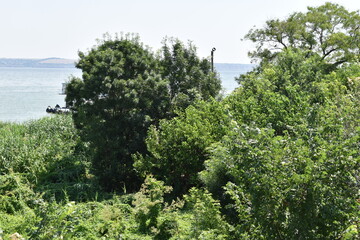 Obraz premium trees on the beach