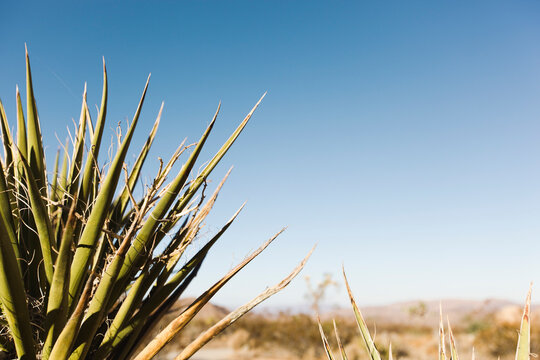 The tips of a Yucca Plant in the desert.