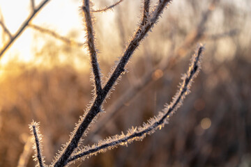 frozen grass in the snow