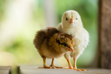 Baby chicken on a natural background