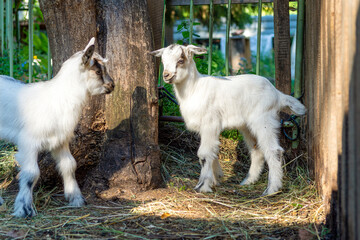 Two small goats in the farmyard, looking at the camera.