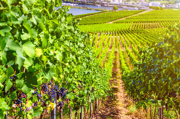 Fototapeta na wymiar Grapevine rows in vineyards green fields landscape with grape trellis on hills in river Rhine Valley, Rheingau wine region on Roseneck mount near Rudesheim town, State of Hesse, Germany