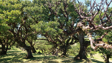 Madeira. Loorbeerbaum