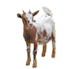 the Portrait of young goat