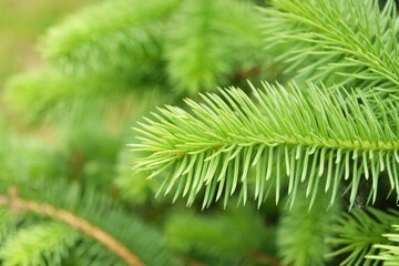 New green tender spruce, young pine needles selective focus. Ingredient for medicine treatment oil. growing fir tree sprouts on branch on blurred green background. Evergreen tree