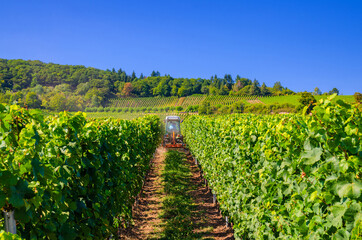 Fototapeta na wymiar Agriculture tractor working in rows of vineyards green fields with grapevine trellis on river Rhine Valley hills, Rheingau wine region on Roseneck mount near Rudesheim town, State of Hesse, Germany