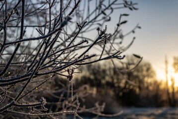 sunrise in the forest