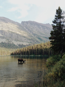 Bobbing Moose in Lake