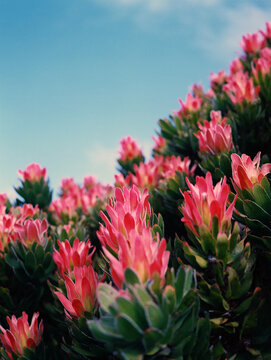 South African Protea flowers in bloom