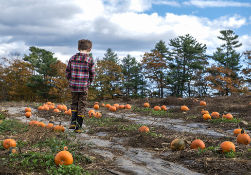Boy walks alone in a pumpkin patch