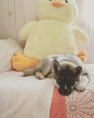 agouti husky puppy, husky, puppy