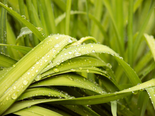 Obraz premium Green sedge leaves with water drops close up view