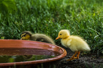two baby running ducks stands at a water bowl