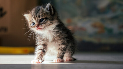 a small brown kitten basks in the sun