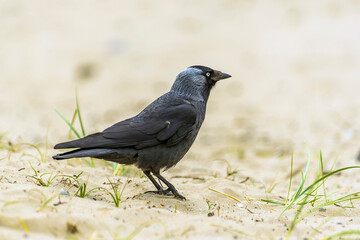A blackbird with grey feathers on the beach at Llansteffan, Wales with defocussed background