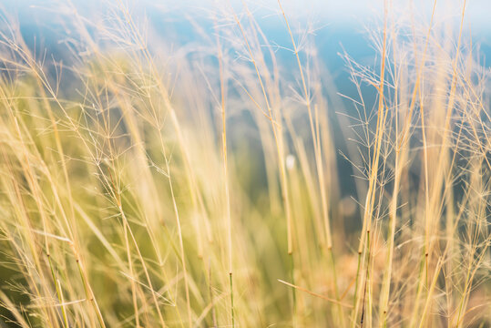 Macro shoot of yellow and dry plants on the terrain.