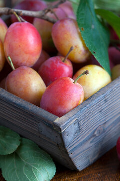 harvested plums in a wooden trug