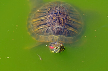 turtle swims in the muddy water of the lake