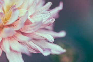 Macro shoot, detail of a pretty lilac and white flower.