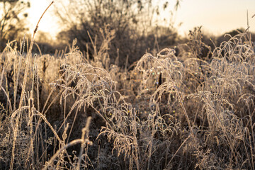 Fototapeta premium grass in the wind